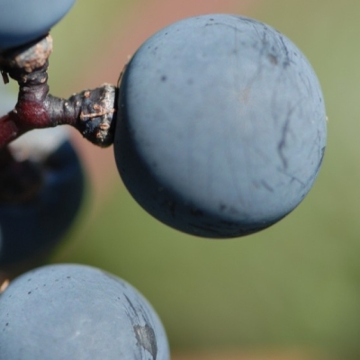 Cabernet Mitos ANT 1029